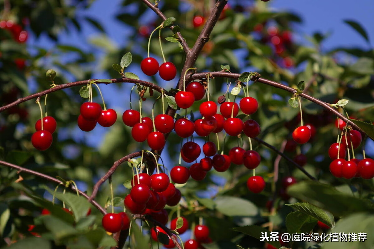 家里种樱桃树吉利吗？探究家庭种植樱桃树的风水吉凶