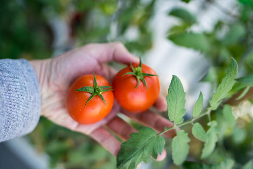 梦见好多熟了的西红柿是什么意思？隐含着什么预兆
