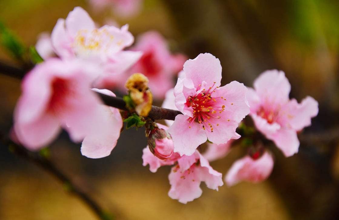 八字什么桃花魅力最大？桃花魅力最强的八字解析