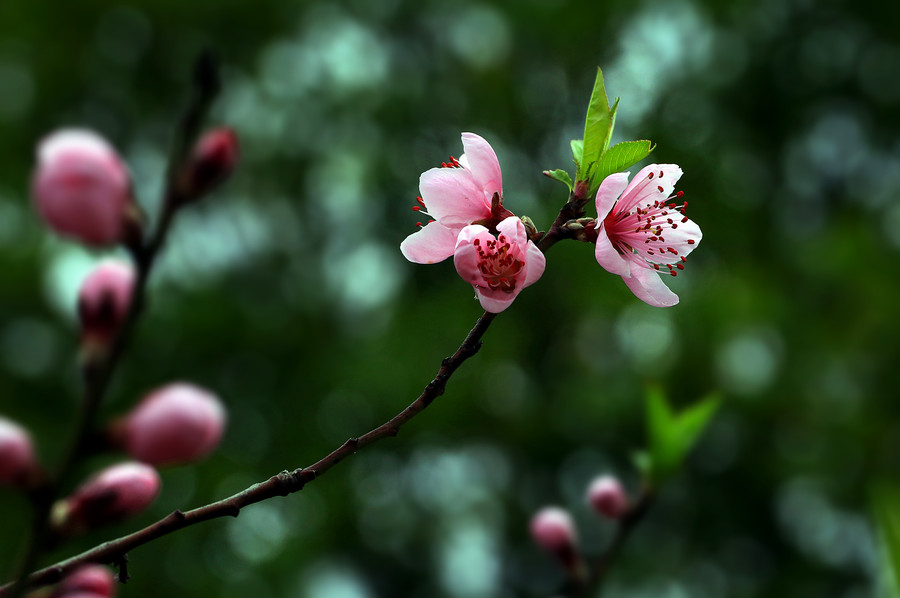 正缘桃花1朵什么意思？预示着什么样的意义呢