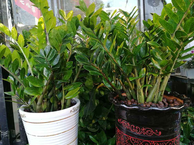 室内养什么树即旺宅又旺财？这些室内植物能带来好运