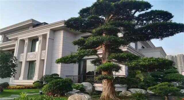 门前十不种的树有哪些？风水禁忌全解析