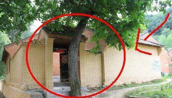 房子门前不能栽什么树？风水学中的禁忌与建议