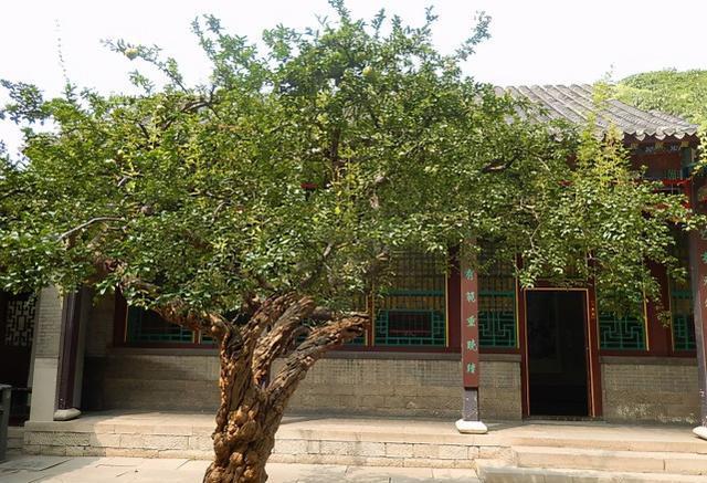 大门外两侧种什么树吉祥？风水学中的门庭植物布局建议