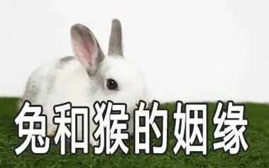 男兔女猴婚姻相配好吗？双方相配婚姻会怎么样