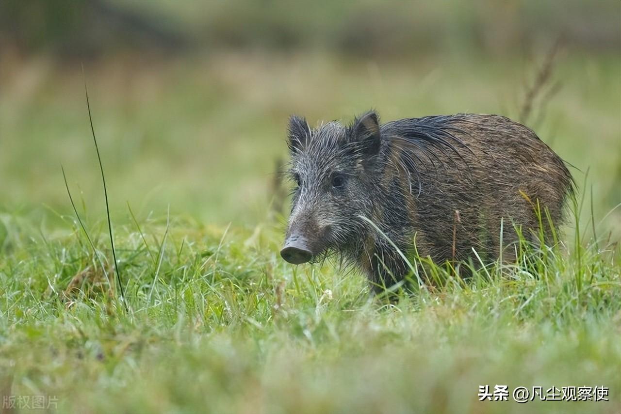 猪什么生肖？揭示猪在十二生肖中的寓意与特点