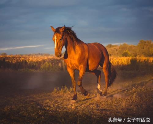 几点的马最有福气？揭秘属马人最幸运的出生时间点